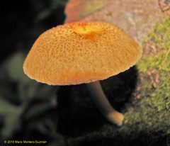 Gymnopilus lateritius