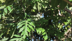 Verbesina myriocephala