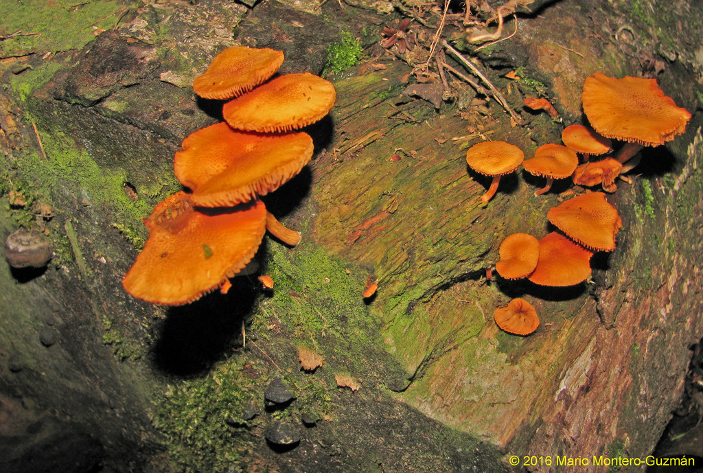 Gymnopilus lateritius