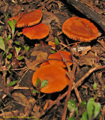 Gymnopilus lateritius