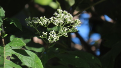 Verbesina myriocephala