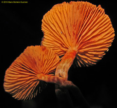 Gymnopilus lateritius