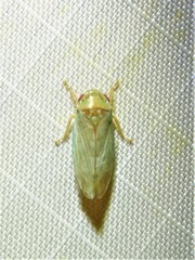Polana quadrinotata