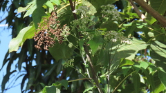 Verbesina myriocephala