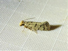 Amydria margoriella