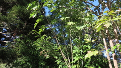 Verbesina myriocephala