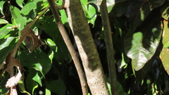 Verbesina myriocephala