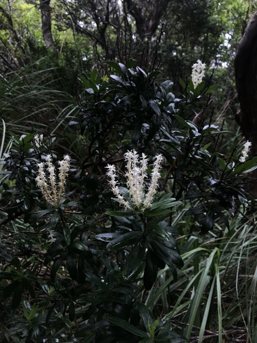 Agastachys odorata (Agastachys odorata)