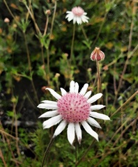 Actinotus forsythii