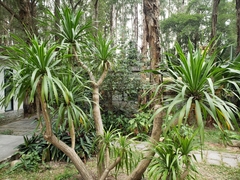 Dracaena cochinchinensis