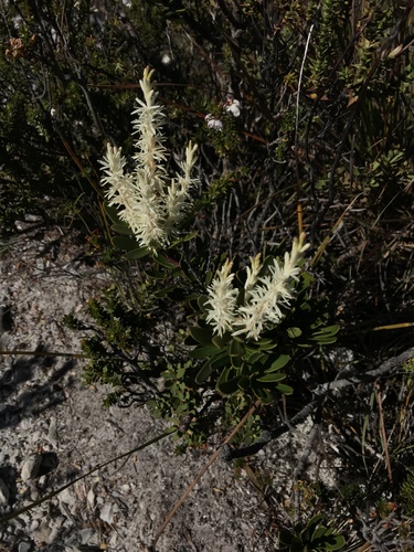 Agastachys odorata (Agastachys odorata)