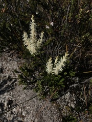 Agastachys odorata