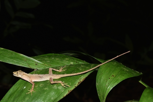 Hidalgo Anole