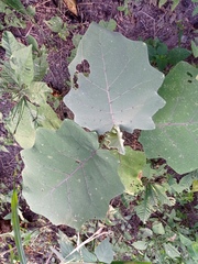 Solanum hirtum