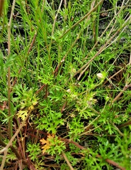 Actinotus forsythii