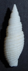 Domiporta carnicolor