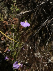 Utricularia uniflora