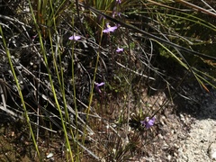 Utricularia uniflora