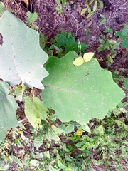 Solanum hirtum