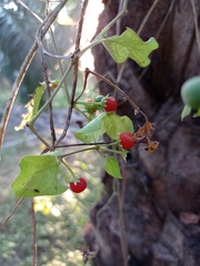 Lycianthes lenta