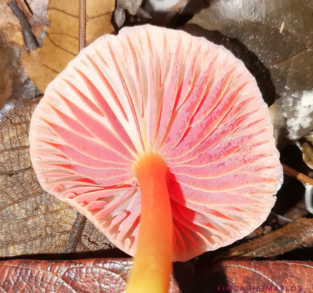 Hygrocybe mirabilis · December 2020 · photo: © heimatlos (iNaturalist, cc0)