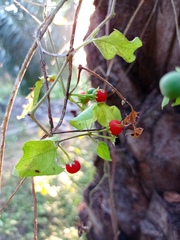 Lycianthes lenta