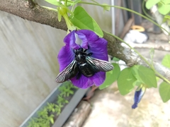 Xylocopa iridipennis