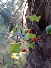Lycianthes lenta