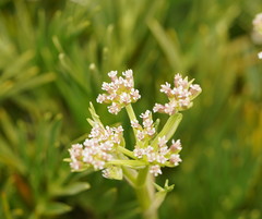 Aciphylla glacialis