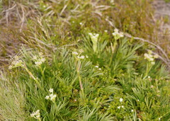 Aciphylla glacialis