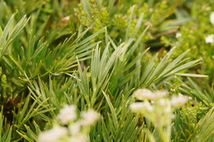 Aciphylla glacialis