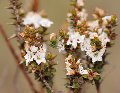Epacris gunnii