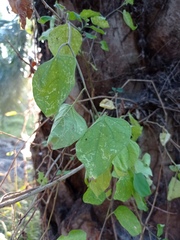 Lycianthes lenta