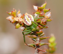 Australomisidia rosea