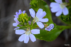 Scaevola crassifolia