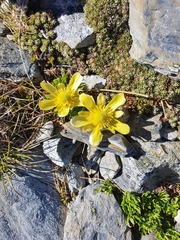 Ranunculus sericophyllus
