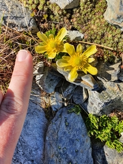 Ranunculus sericophyllus