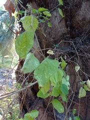 Lycianthes lenta