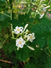 Vasconcellea cauliflora