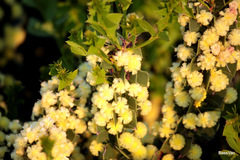 Acacia littorea
