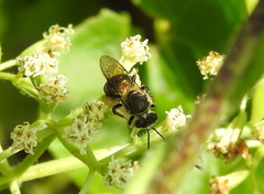 Apis andreniformis