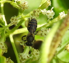Apis andreniformis