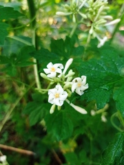 Vasconcellea cauliflora