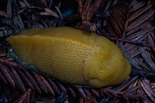 Slender Banana Slug