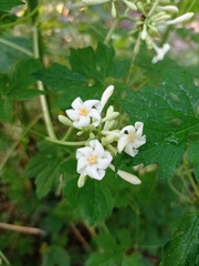 Vasconcellea cauliflora