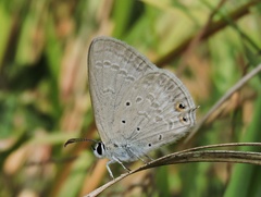 Euchrysops cnejus