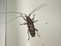 Monochamus titillator