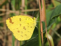 Eurema hecabe