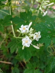 Vasconcellea cauliflora