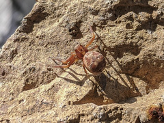 Xysticus locuples